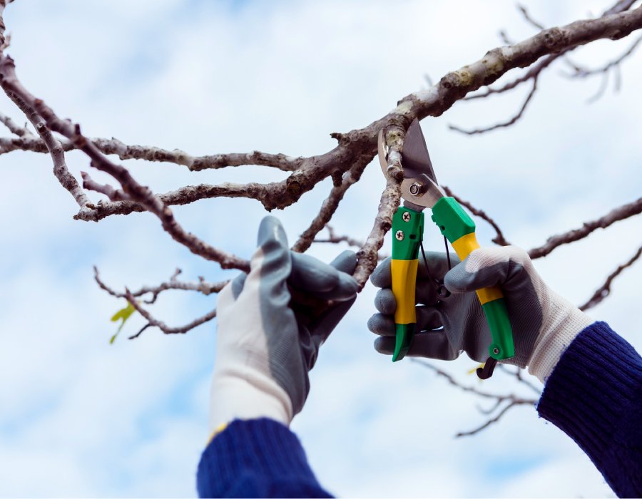 Élagueur professionnel local