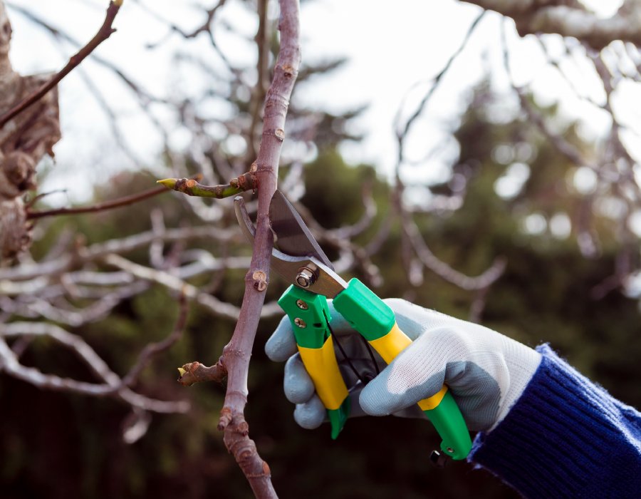 Élagage arbres sécurisé
