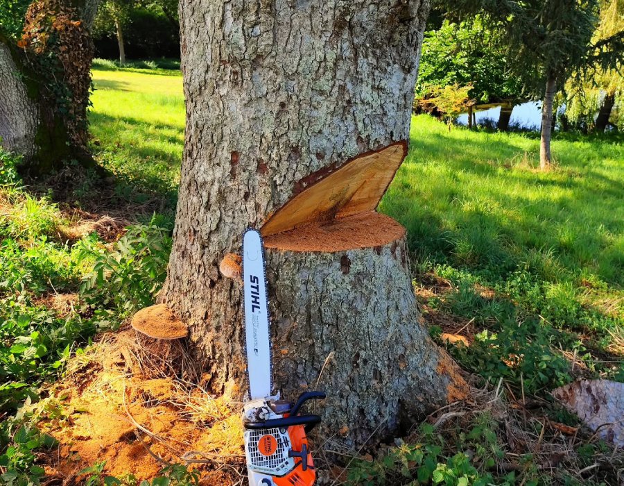 Arborexia – Abattage sécurisé et rognage de souches d’arbres Abattage d’arbre avec tronçonneuse professionnelle Stihl