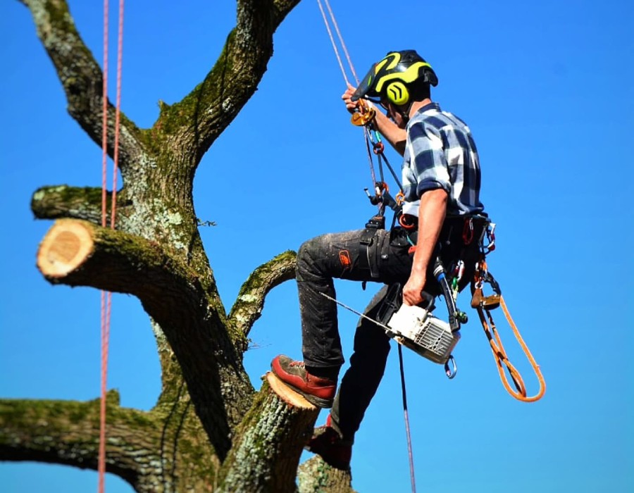 Arborexia – Élagage et démontage d’arbres en toute sécurité Élagueur professionnel en hauteur réalisant un démontage d’arbre
